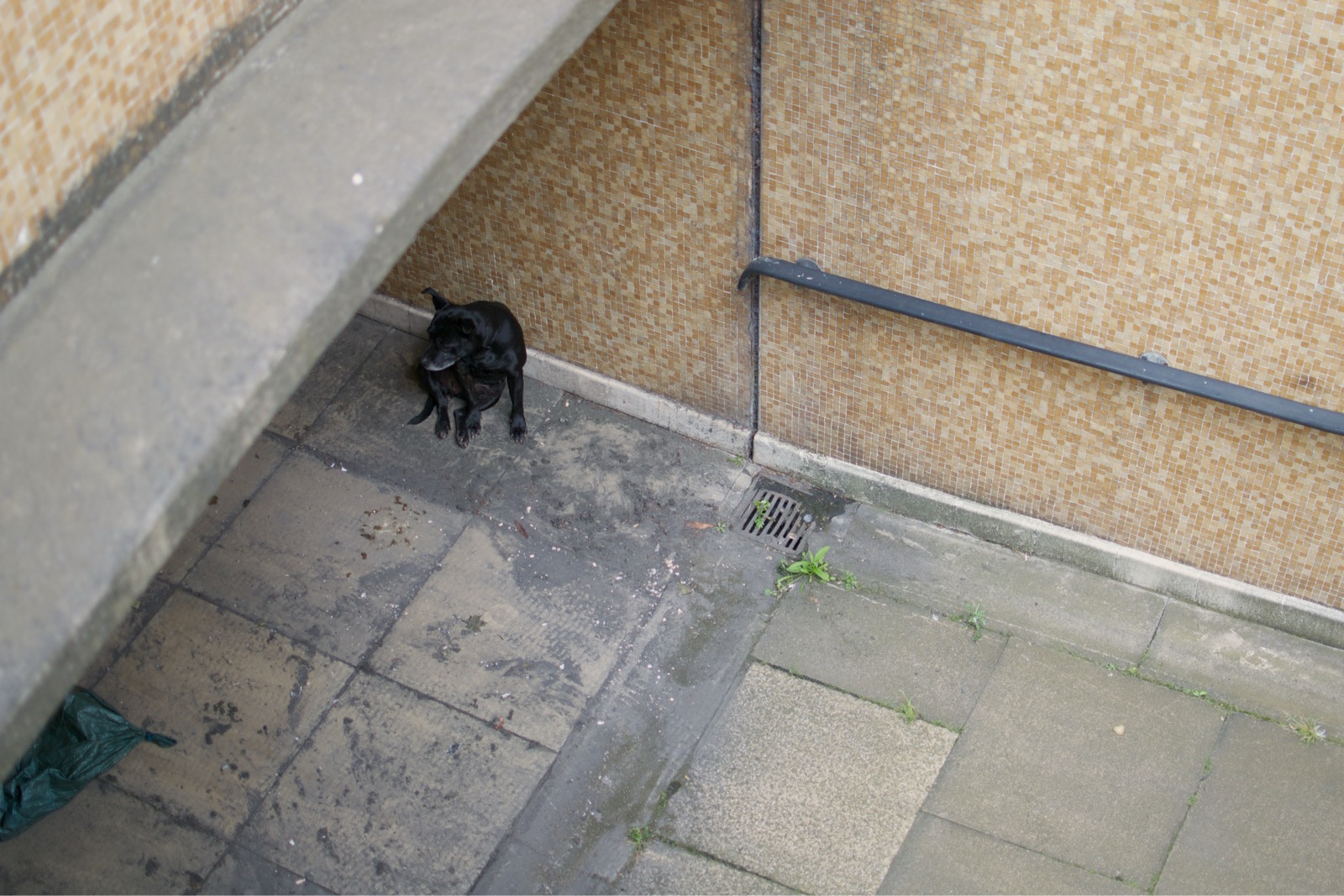 Photo taken from above of a black dog sitting in a tunnel in Birmingham, UK