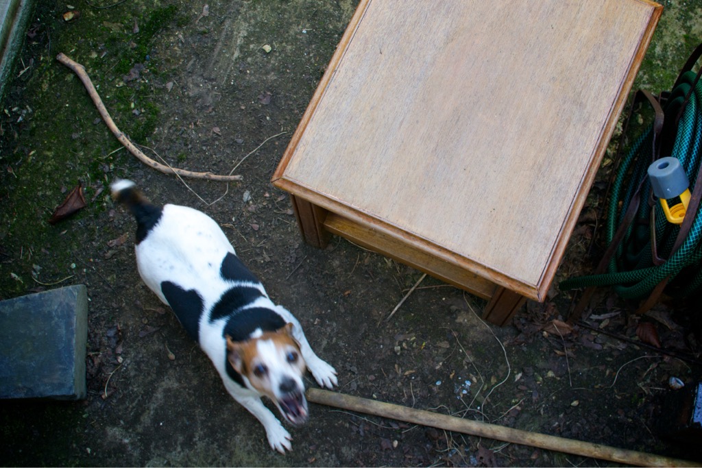 A photo, taken looking down, at a Jack Russell dog looking up and barking aggressively
