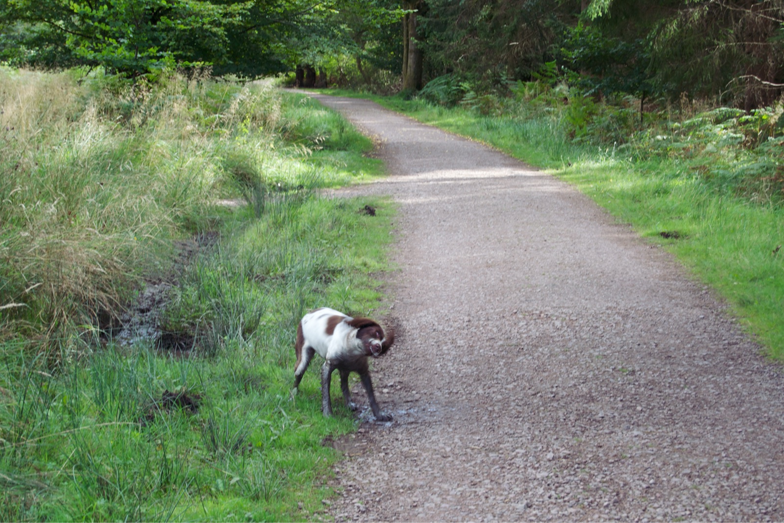 Photo of a wet and muddy springer spaniel shaking itself dry on a path
