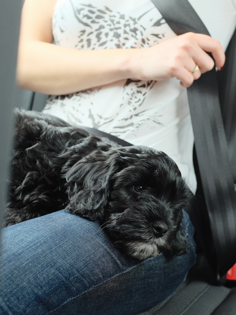 Photo of a black cockapoo puppy lying on a woman's lap on the backseat of a car