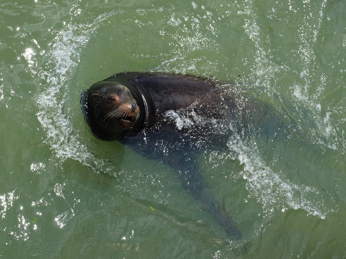 Photo of a sealion swimming in water