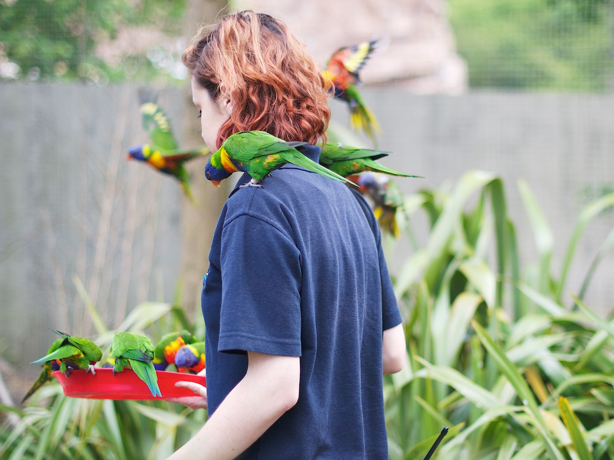 Photo of a woman in a zoo with many rainbow lorikeets flying around her and standing on her shoulders