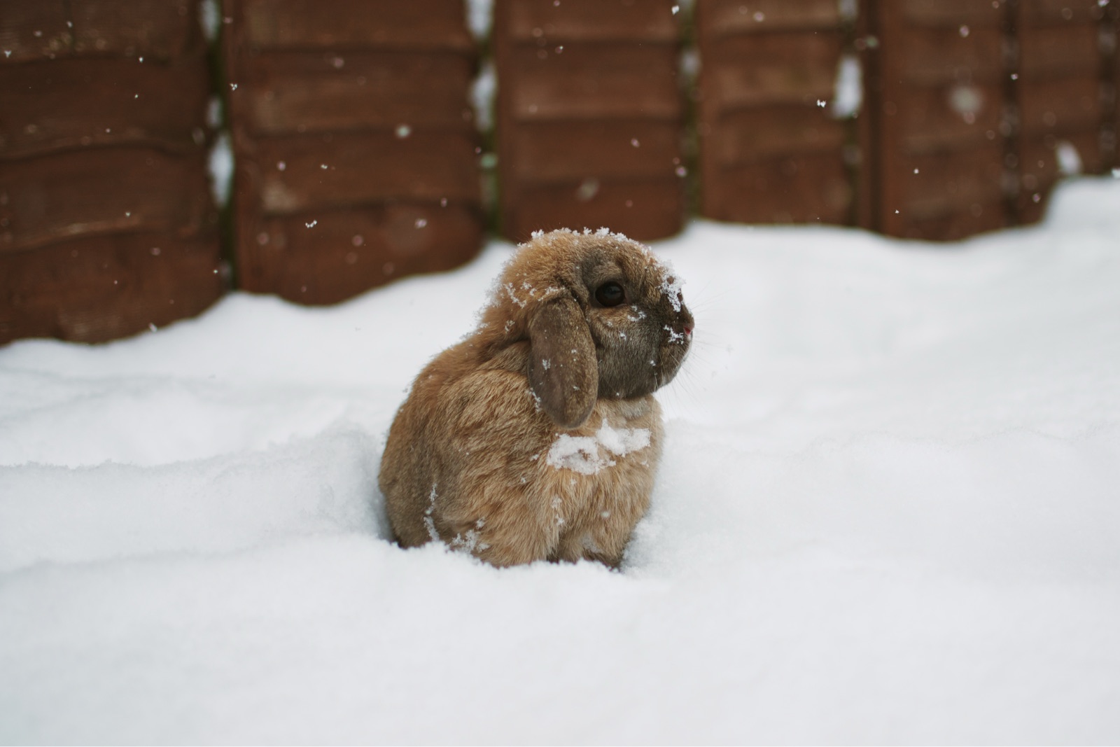 Photo of a caramel-coloured lop-eared rabbit sitting in a snowy back garden as snow lightly falls