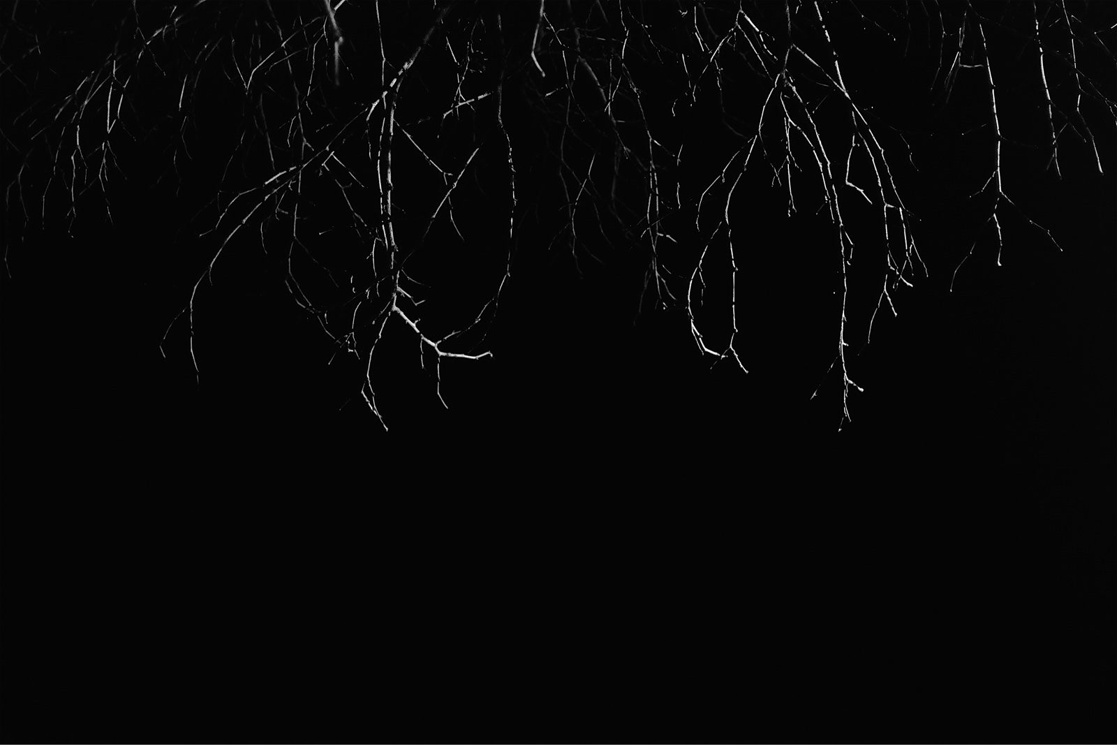 A black and white photo of some tree branches, taken from below, looking straight up