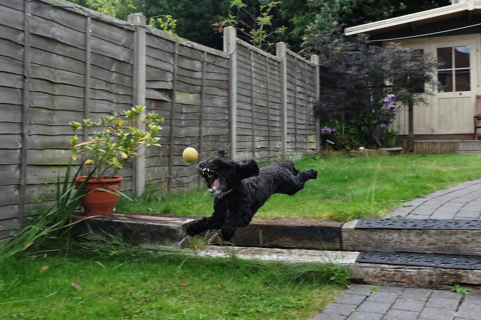 Photo of a black cockapoo dog with its teeth bared and mouth wide open as it jumps down 2 garden steps attempting to catch a yellow ball