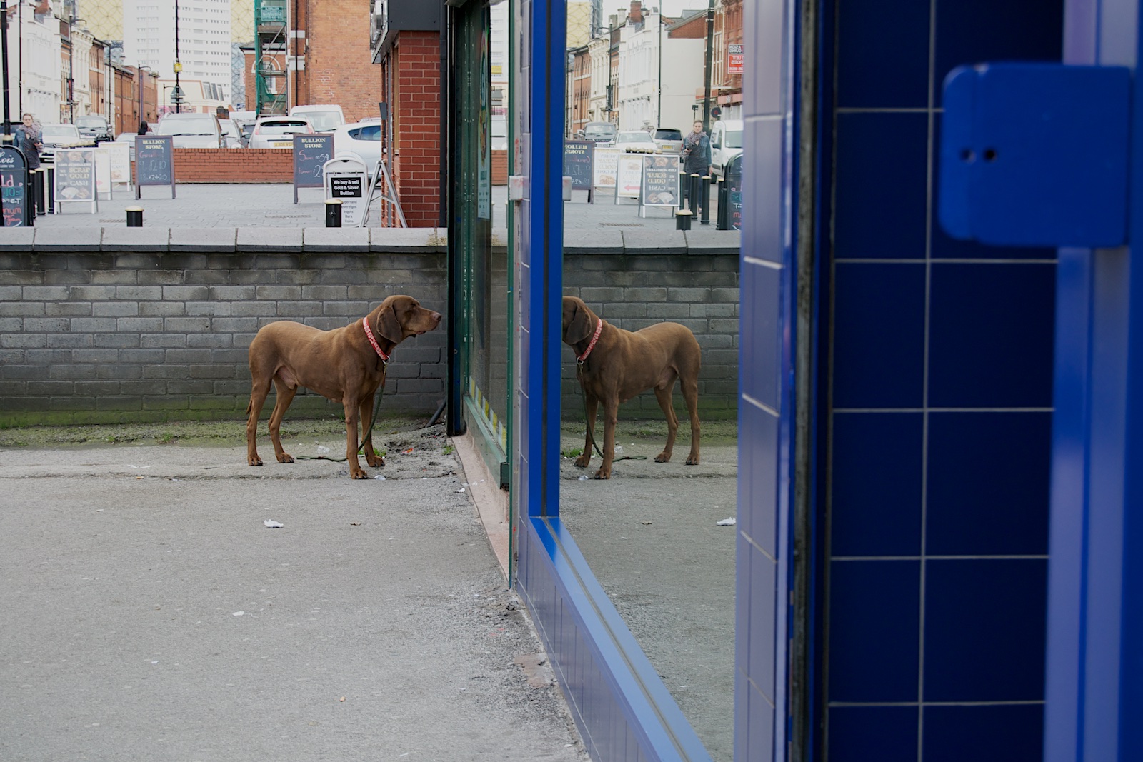 cool brown dog. I want a dog.