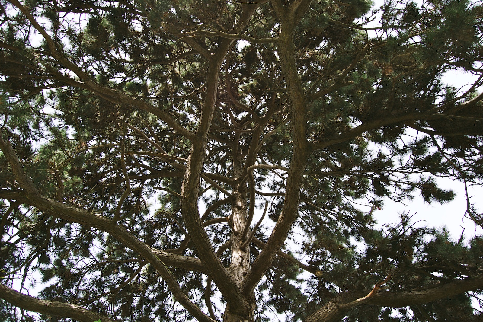 picture of a tree