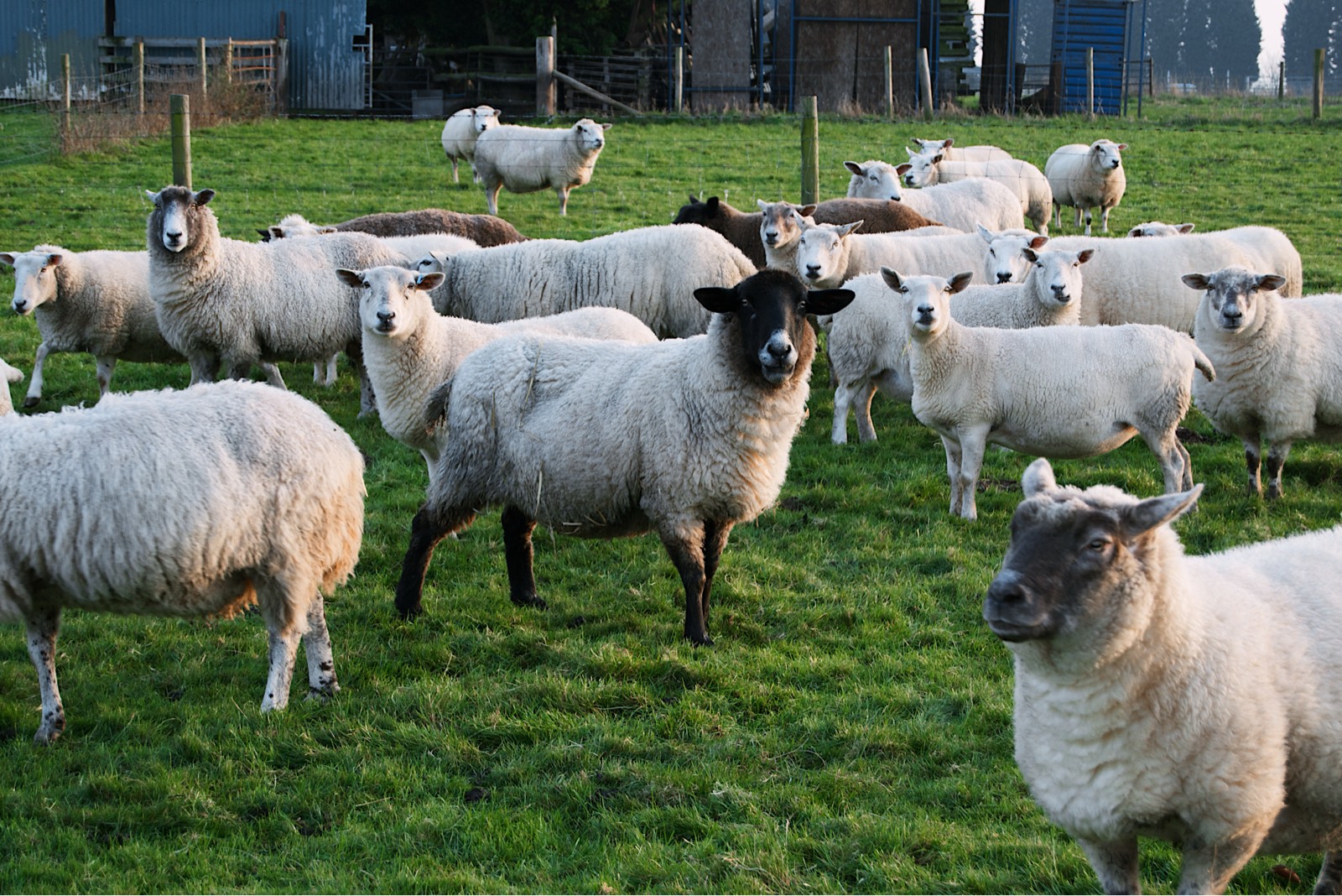 Photo of a herd of sheep in a field, with a many of the sheep looking directly at the camera